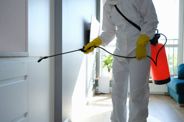 Best Basement Mold Remediation in Mayville, WI
