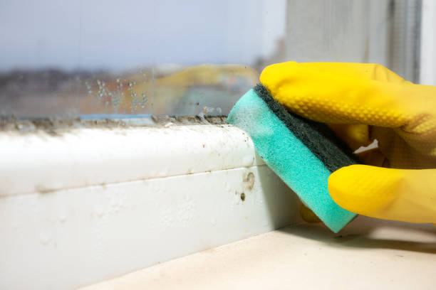 Best HVAC Mold Remediation in Mayville, WI
