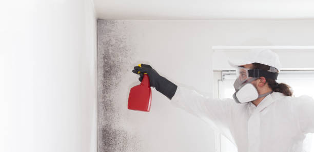 Best Industrial Mold Remediation in Mayville, WI