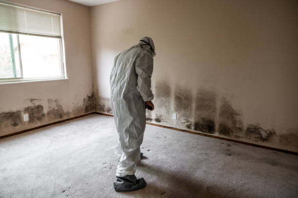 Best Commercial Mold Remediation in Mayville, WI