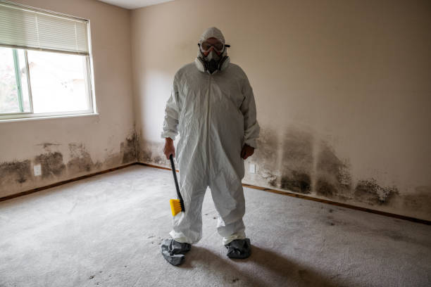 Best Kitchen Mold Remediation in Mayville, WI