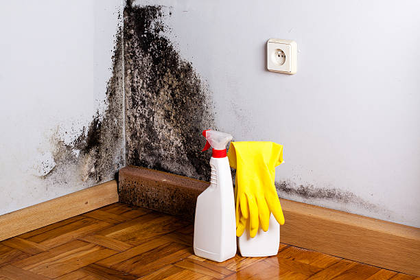 Best Basement Mold Remediation in Mayville, WI