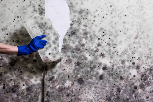 Best DIY Mold Remediation Support Services in Mayville, WI